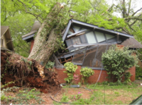 Mak-home-tree-destroyed