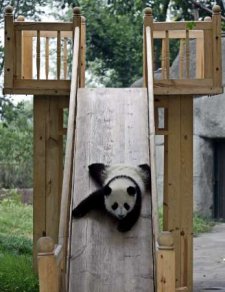 Chengdu-panda-cub-01