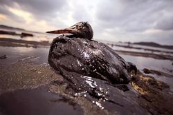 Gulf oil-spill victim