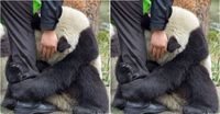Panda hugging keeper after chengdu earthquake