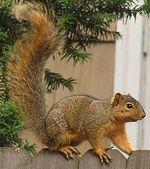 Squirrel