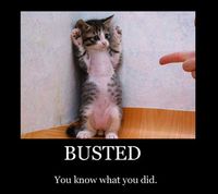 Kitteh busted