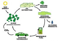Algae_biodiesel