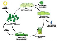 Algae_biodiesel