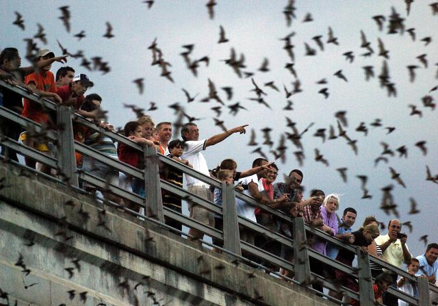 Congres Avenue Bridge Bats