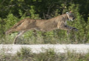 Tagged florida panther