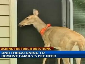A-michigan-couple-is-fighting-to-keep-their-beloved-pet-deer