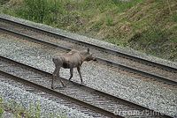 Moose crossing train tracks