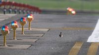 Airport keeping birds away