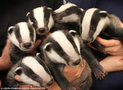 6-Badgers