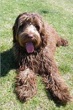 Labradoodle_Brown