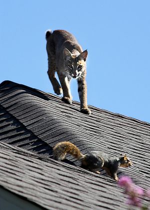 Bobcat stalking squrrile