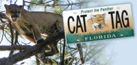 Florida panther tag