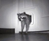Raccoon_cat_door