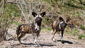 African-painted-dogs_420