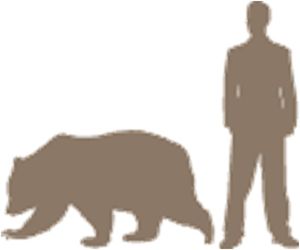 Human_Black_Bear_Size_Comparrison