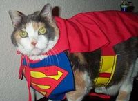 CatSuperhero