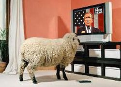 Sheeple-tv