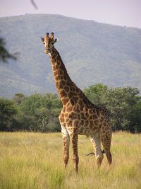 Giraffe_standing