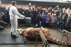 Marius-the-giraffe-who-was-killed-by-Copenhagen-Zoo-from-the-guardian