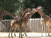 Giraffe-photo-01