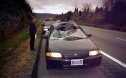 Deer damage to car