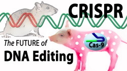 CRISPR