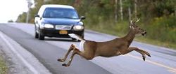 Deer jumping in front of car