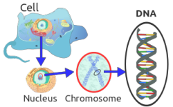 Eukaryote_DNA-en