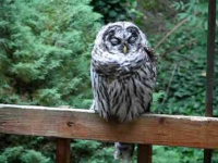 Barred owl