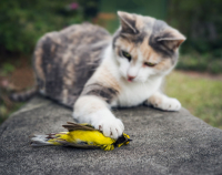 Cat-Bird-Murderer