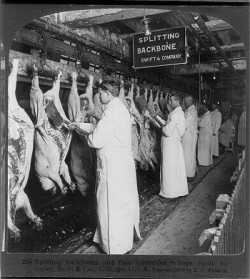 Chicago_meat_inspection_swift_co_1906