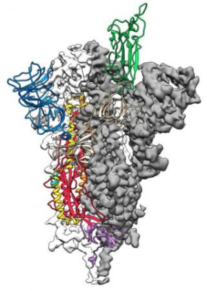 Coronavirus with spike