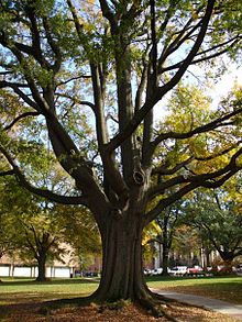 Central_Campus_Trees