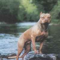 Champion_pit_bull