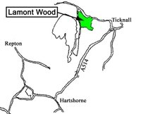 Lamont_wood_forest_in_australia
