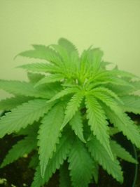 Marijuanaplant