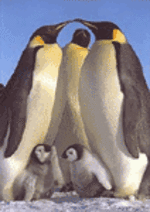 Penguins