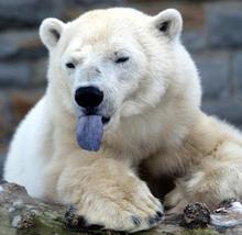 Polarbeartongue