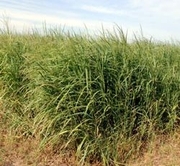 Switchgrass