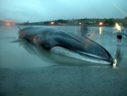 Whale beached by receding tide