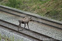 Moose crossing train tracks