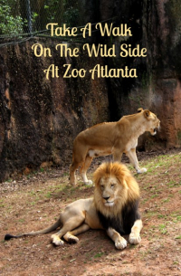 Take-A-Walk-On-The-Wild-Side-At-Zoo-Atlanta