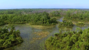 Okefenokee swamp