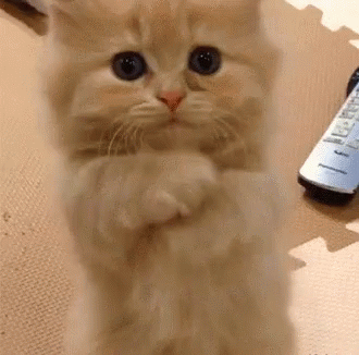So-cute-kitty