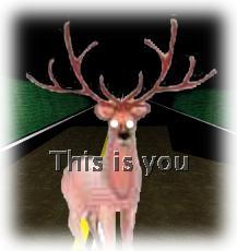 Deer_in_headlights4