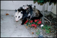 Opossum-and-babies-300x200